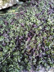 Hymenophyllum wilsonii