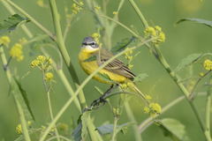 Motacilla flava flava