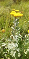 Helichrysum umbraculigerum