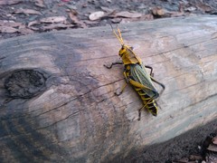 Taeniopoda tamaulipensis