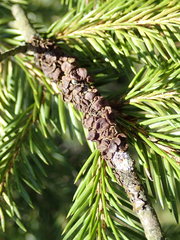 Melanohalea septentrionalis