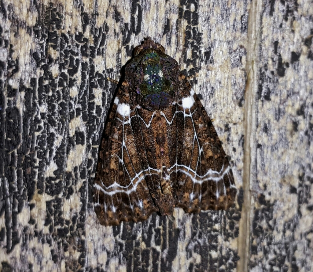 Cropiinae