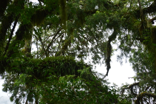 Tucuman Amazon (Amazona tucumana)