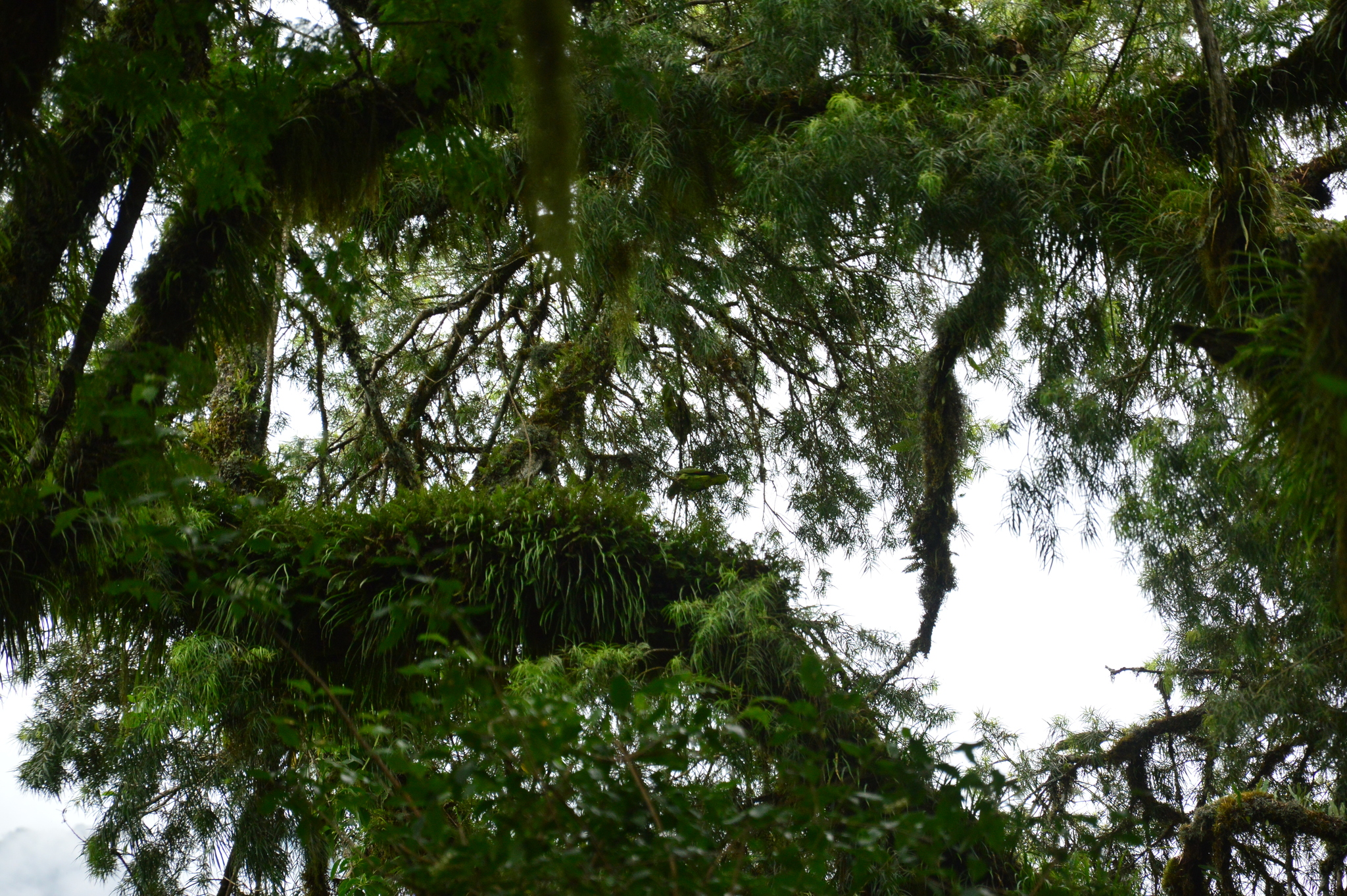 Tucuman Amazon (Amazona tucumana), photo 1