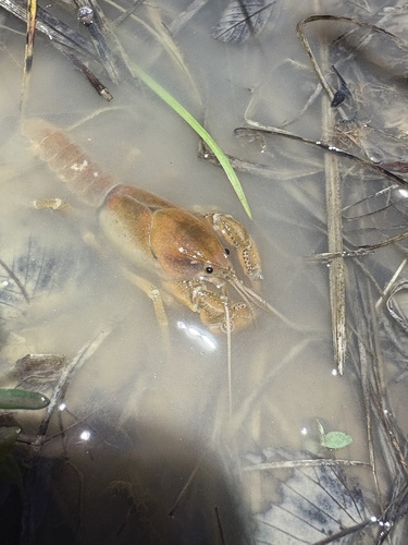 Fallicambarus strawni