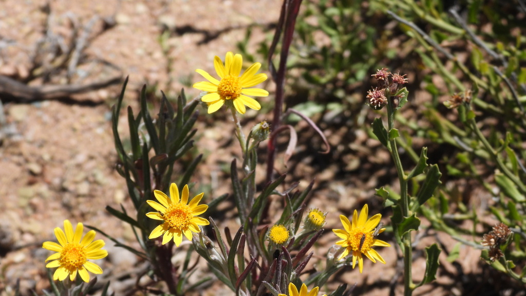 Senecio clivicola; photograph (c) Ariadna Tripaldi, some rights reserved (CC BY)