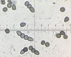 Preussia fleischhakii