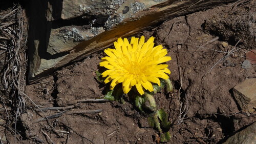 Hypochaeris meyeniana