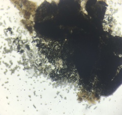 Preussia fleischhakii