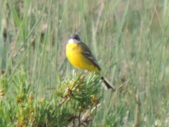 Motacilla flava cinereocapilla