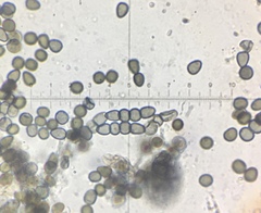 Preussia fleischhakii