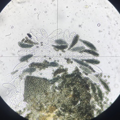 Preussia fleischhakii