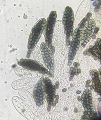 Preussia fleischhakii