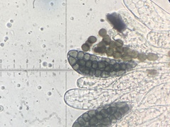 Preussia fleischhakii