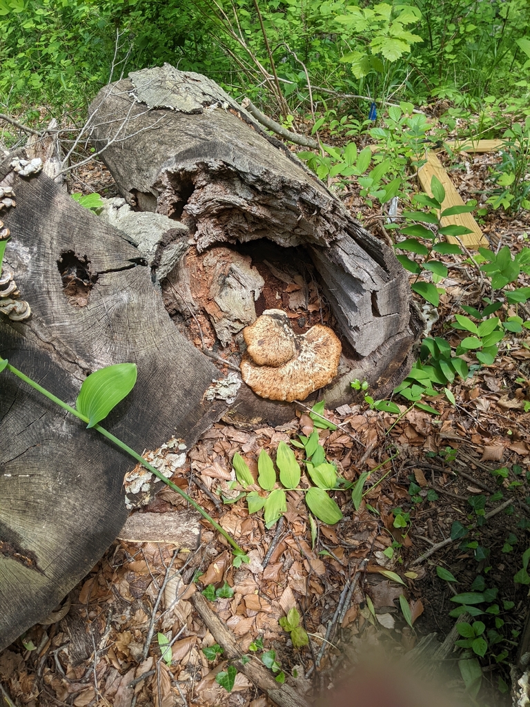 Dryad's Saddle · May 2026 · photo: Photo: (c) Maria Aghazarian, some rights reserved (CC BY) · iNaturalist