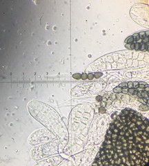 Preussia fleischhakii