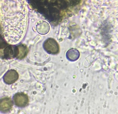 Preussia fleischhakii