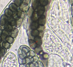 Preussia fleischhakii