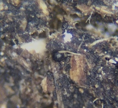 Preussia fleischhakii