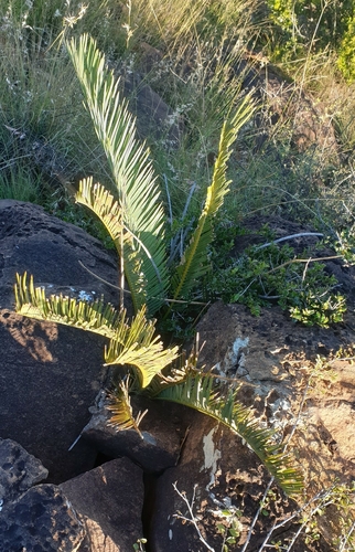 White-Haired Cycad