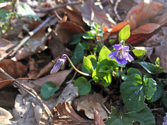 Viola reichenbachiana