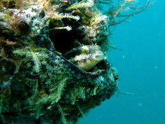 Petroscirtes breviceps