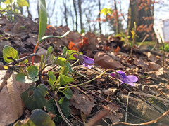Viola reichenbachiana