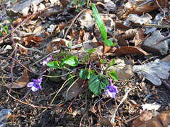Viola reichenbachiana
