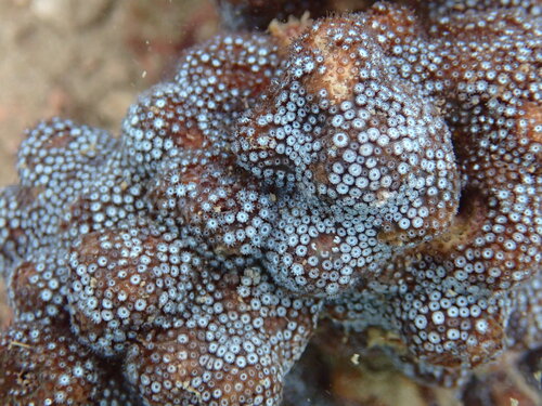 Stylocoeniella guentheri observed 2026-05-10
