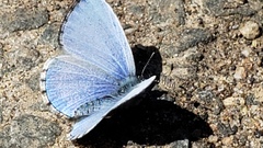Celastrina ladon