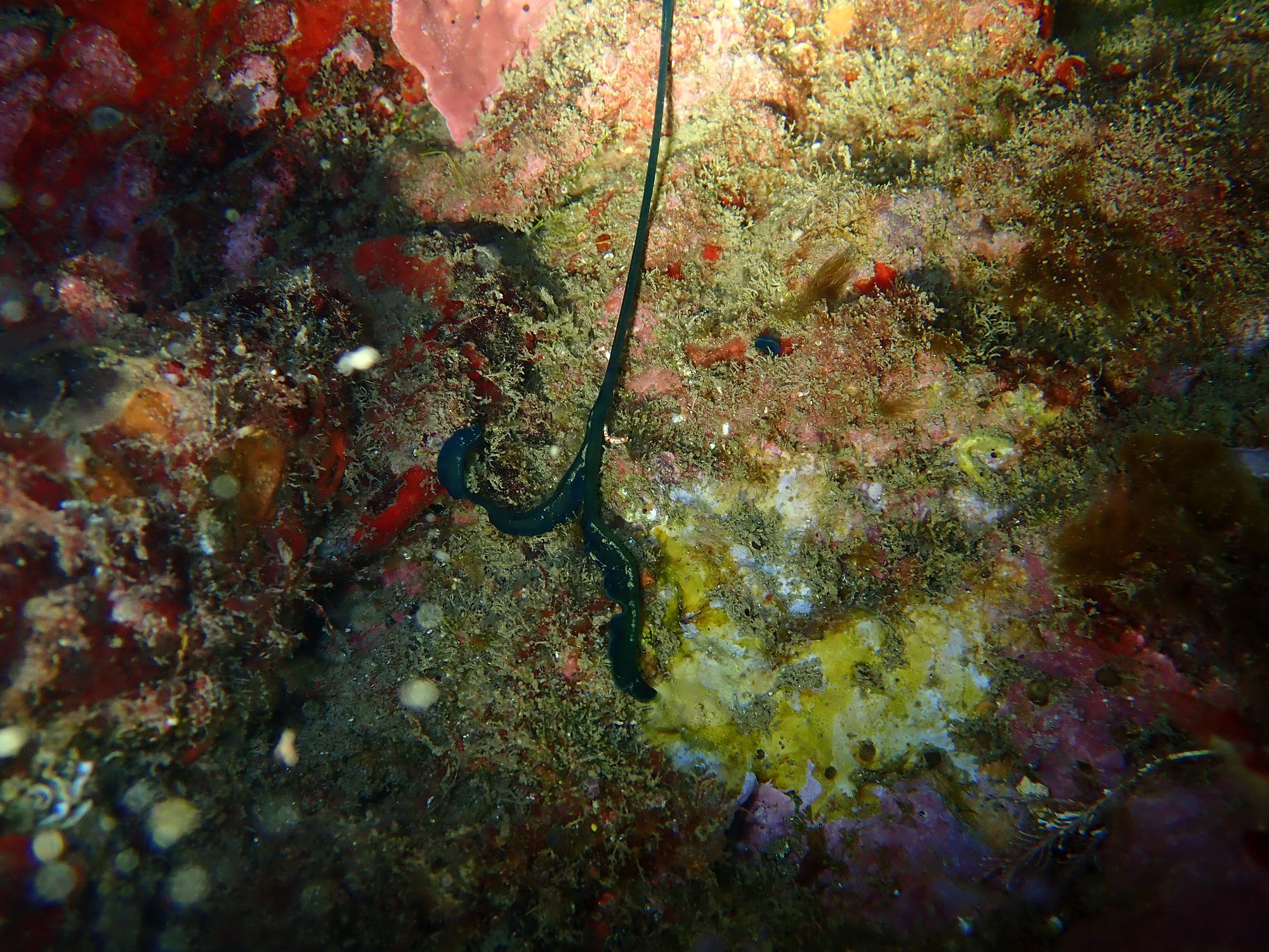 Bonellia viridis Rolando, 1822