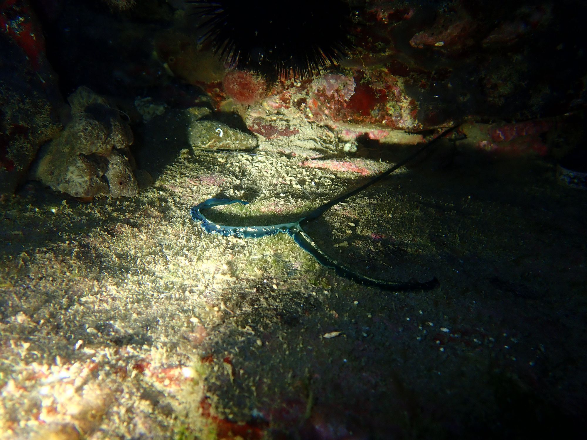 Bonellia viridis Rolando, 1822