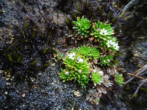 Lysipomia muscoides · iNaturalist