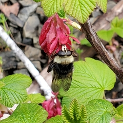Criorhina