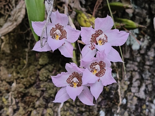 Rhynchostele cervantesii, photograph 2