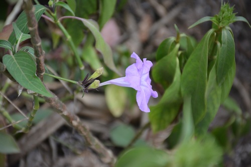 Ruellia breedlovei, photograph 6