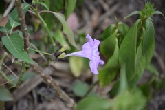 Ruellia breedlovei, photograph (c) Neptalí Ramírez Marcial, some rights reserved (CC BY)