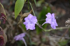 Ruellia breedlovei, photograph (c) Neptalí Ramírez Marcial, some rights reserved (CC BY)