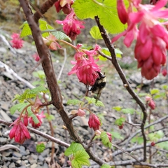 Criorhina