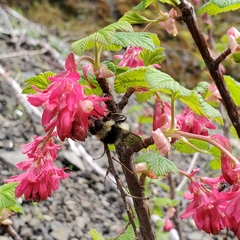 Criorhina