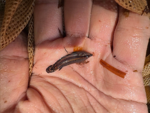 Harvey's licorice gourami (Parosphromenus harveyi) — Osphronemidae — 3