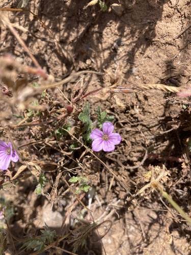 iNaturalist observation photo of Mediterranean Stork's-bill
