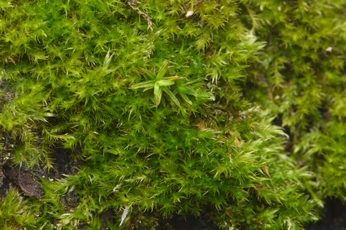 Sciuro-hypnum populeum observed 2026-05-13