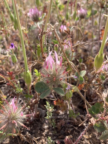 iNaturalist observation photo of Rose Clover