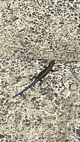 Common Five-lined Skink observed by ehillyer