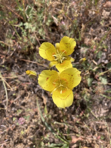 iNaturalist observation photo of Yellow Mariposa Lily