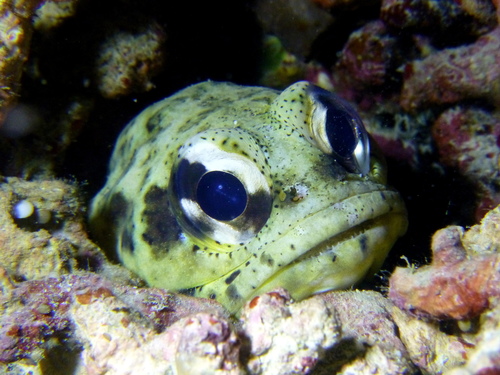 Darwin jawfish (Opistognathus dendriticus) — Opistognathidae
