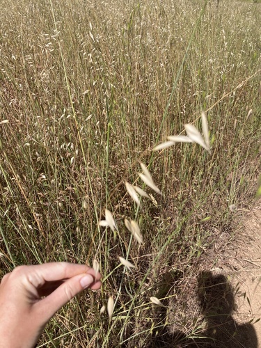iNaturalist observation photo of Oats
