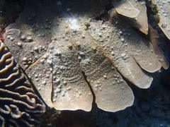 Phyllospongia