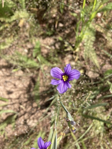 iNaturalist observation photo of western blue-eyed grass